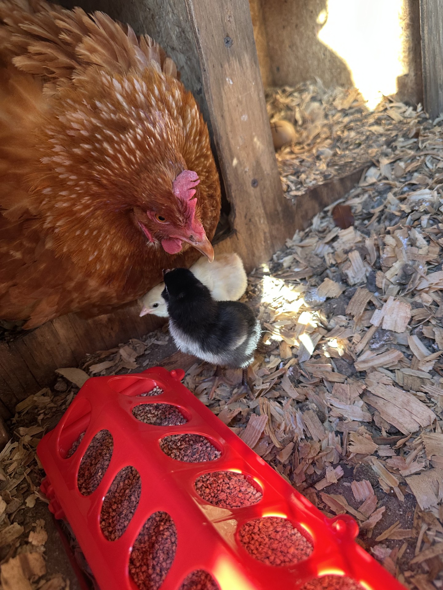 Glitz with her chicks